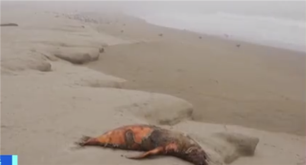 秘鲁海滩发现500多只海狮死亡 全部死于禽流感病毒