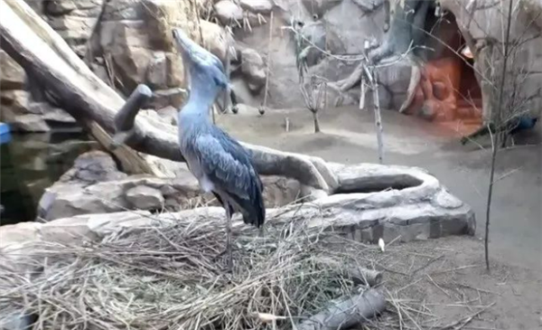 世界第一大傻鸟 鲸头鹳爱上了饲养员 还为他筑巢